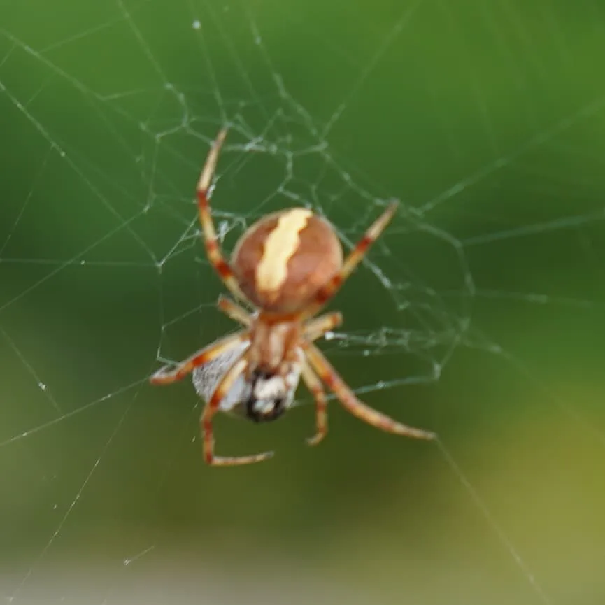 Spidey. On a very large web.
