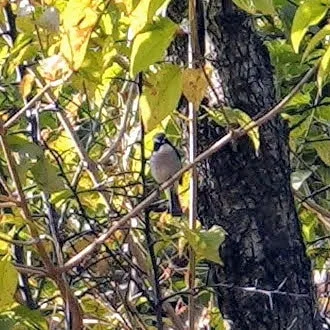 Hard to recognise. Google Lens says that's a tit.