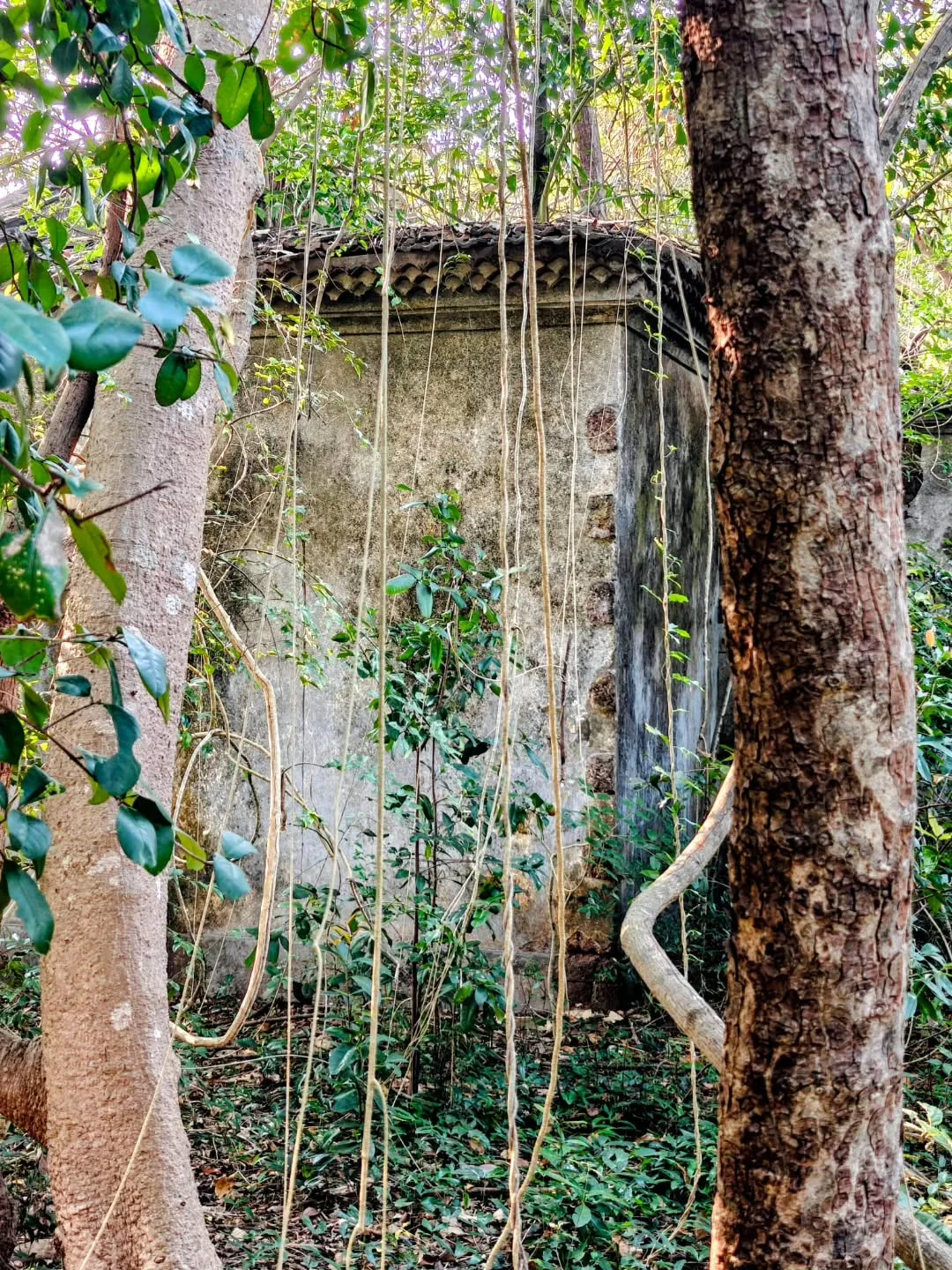 Nature is reclaiming so many old Goan houses