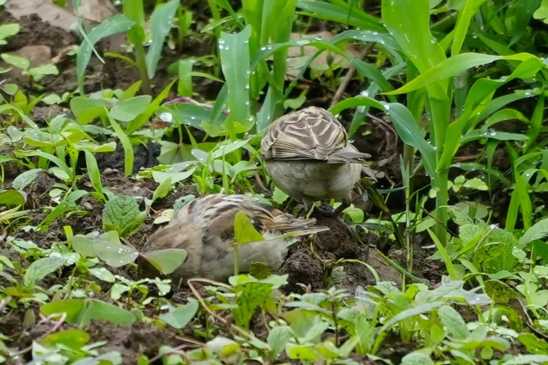 Is this the Russet #Sparrow? Seeing sparrows after so long; I don't see them in the cities any more at all.