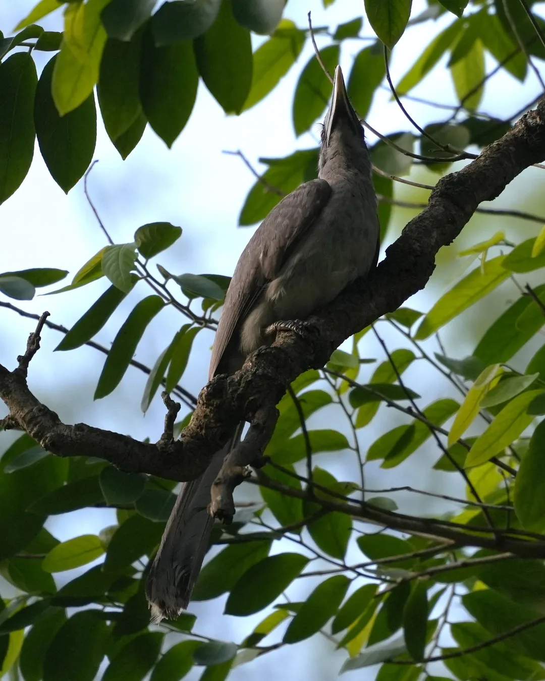 Wait patiently as this #bird slowly reveals itself to you. The Indian Gray #Hornbill. I don't know why some people find it an ugly bird. I don't. Do you?