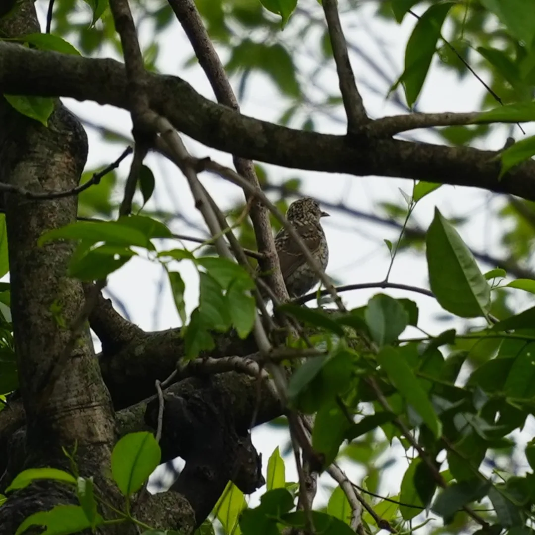 The Scaly #Thrush . Now that's a #bird I didn't even know existed.