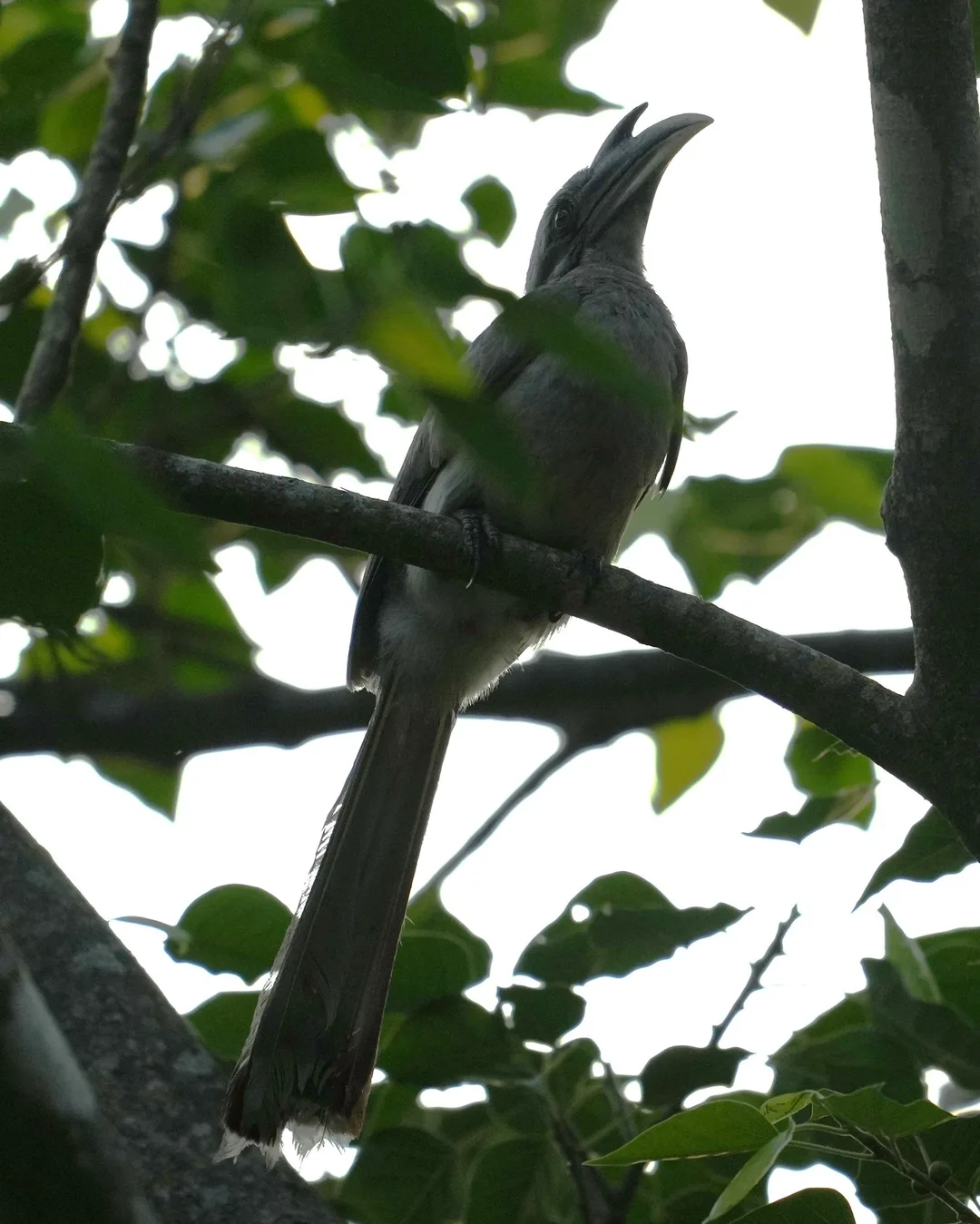 Wait patiently as this #bird slowly reveals itself to you. The Indian Gray #Hornbill. I don't know why some people find it an ugly bird. I don't. Do you?