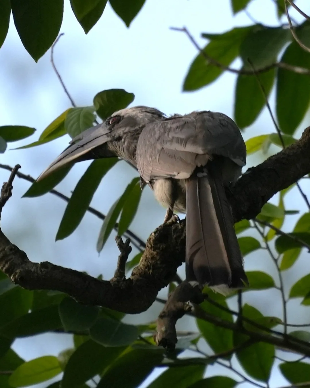 Wait patiently as this #bird slowly reveals itself to you. The Indian Gray #Hornbill. I don't know why some people find it an ugly bird. I don't. Do you?