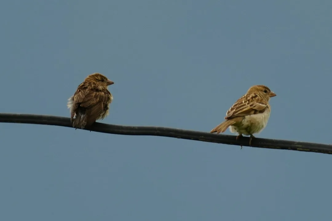 Is this the Russet #Sparrow? Seeing sparrows after so long; I don't see them in the cities any more at all.