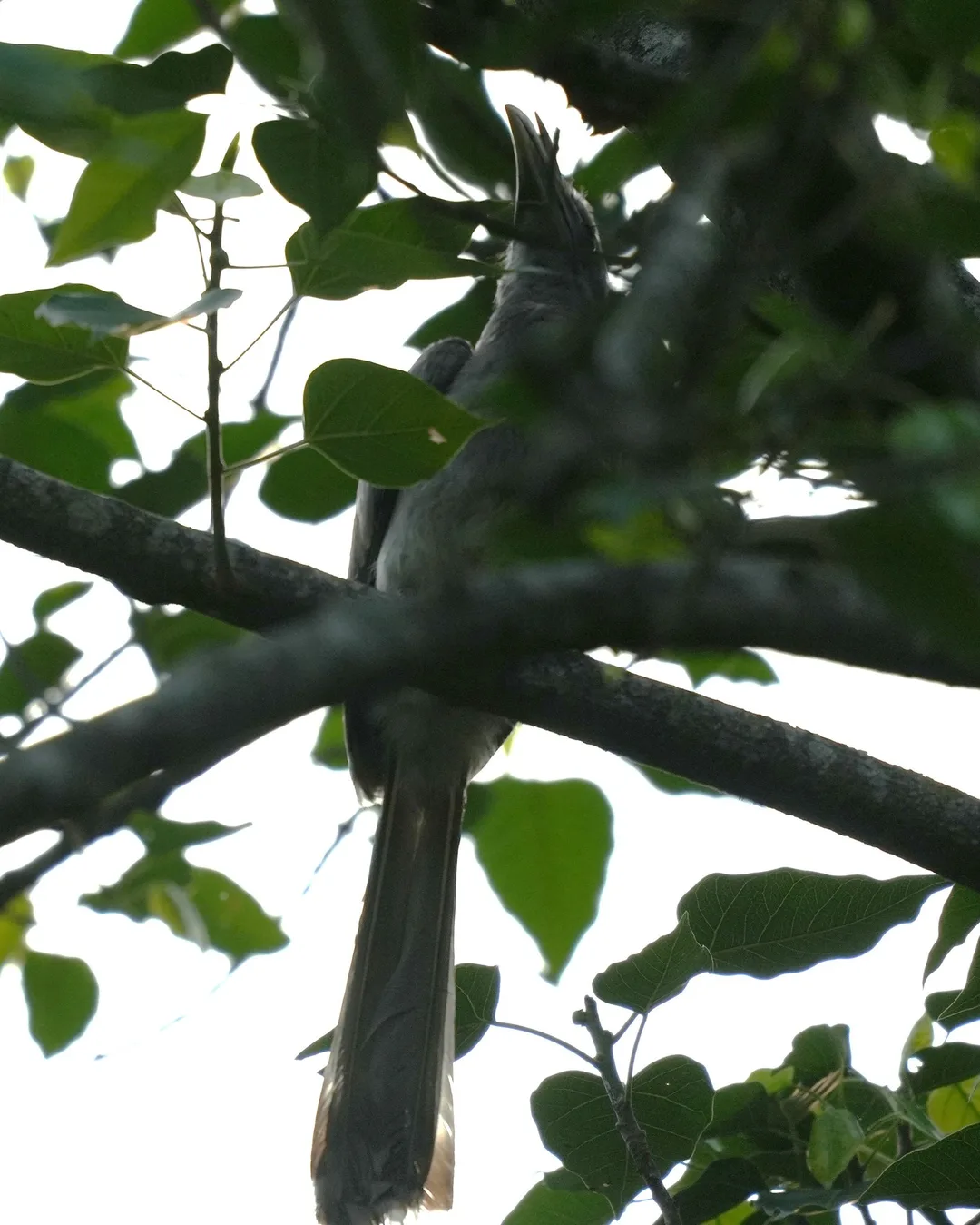 Wait patiently as this #bird slowly reveals itself to you. The Indian Gray #Hornbill. I don't know why some people find it an ugly bird. I don't. Do you?