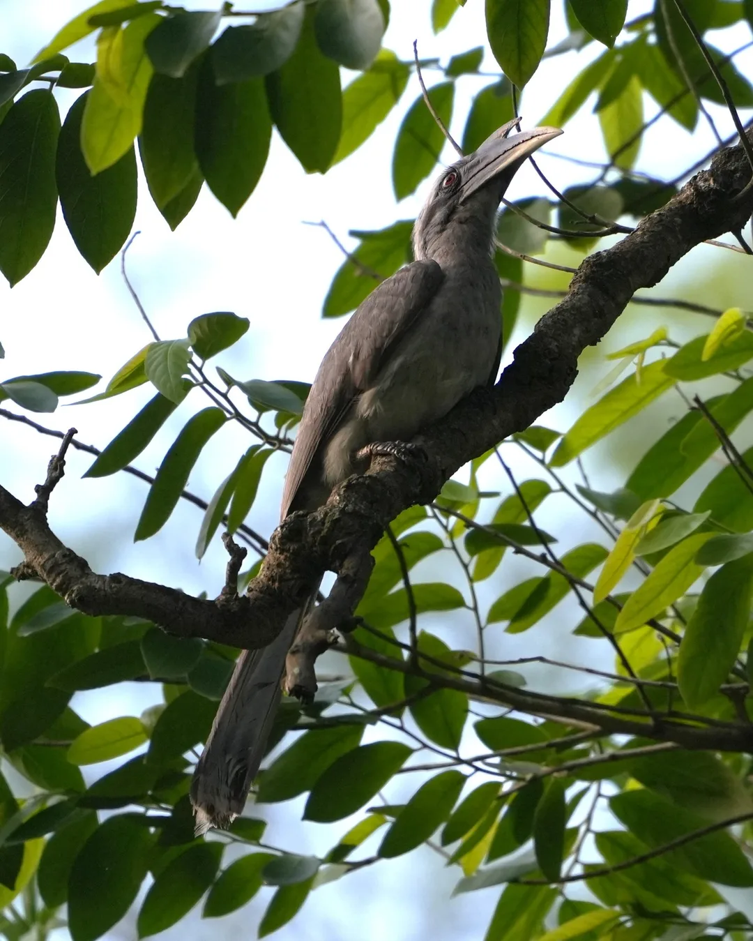 Wait patiently as this #bird slowly reveals itself to you. The Indian Gray #Hornbill. I don't know why some people find it an ugly bird. I don't. Do you?