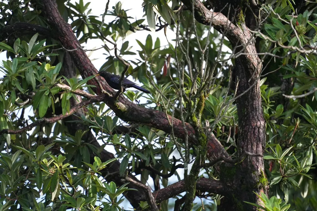 Portraits of #birds in their #natural #habitat in #Dhanaulti, just the way I found them, without any filters or cropping.