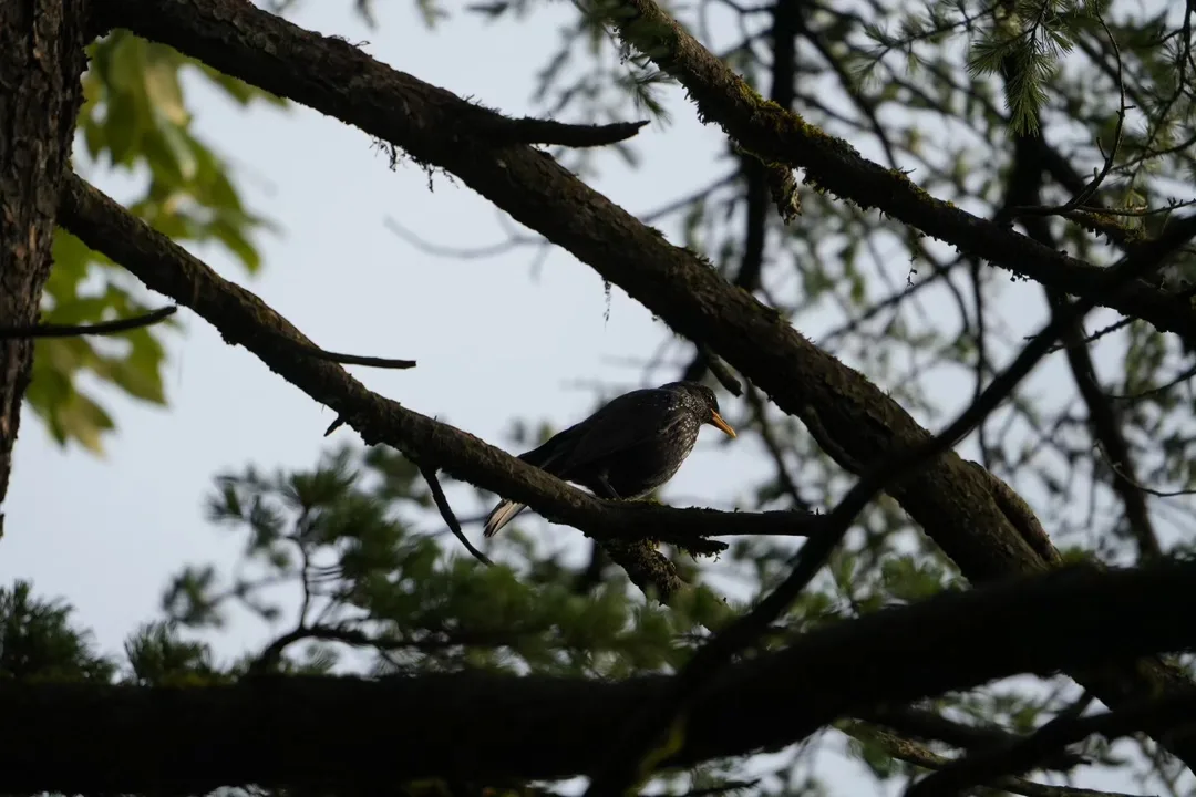 Portraits of #birds in their #natural #habitat in #Dhanaulti, just the way I found them, without any filters or cropping.