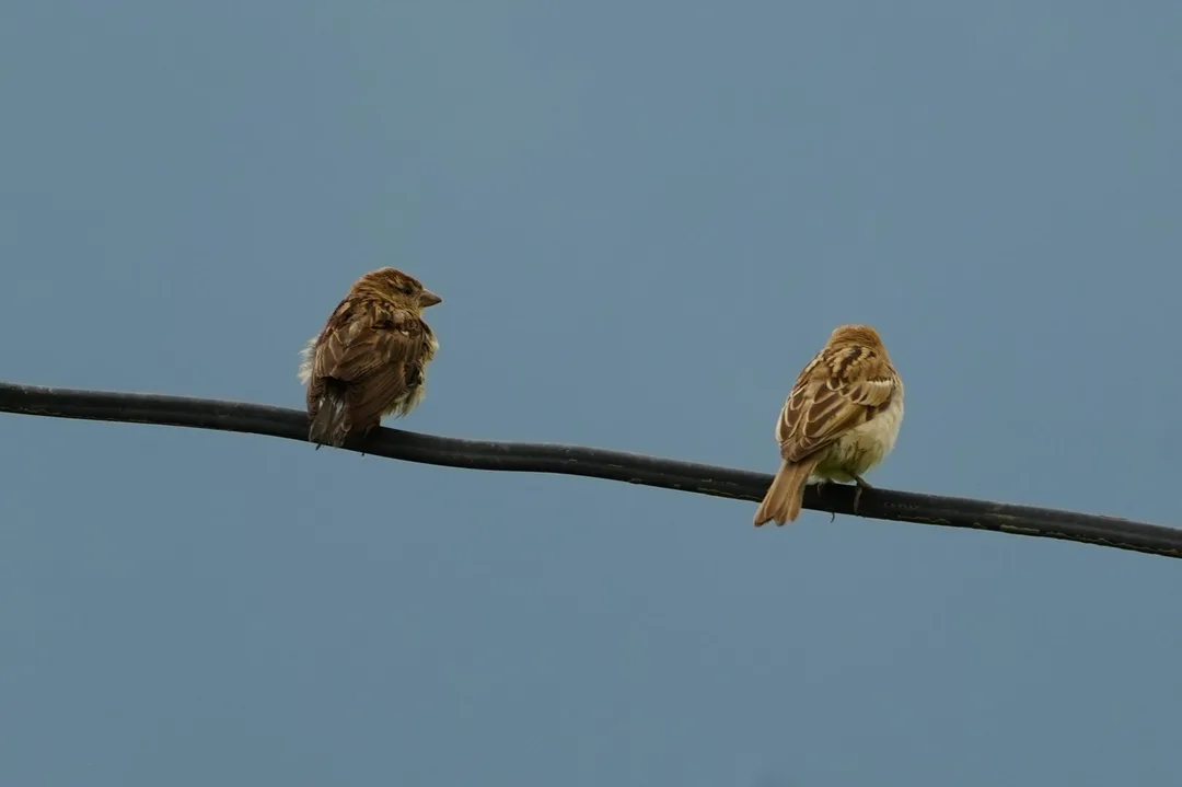 Is this the Russet #Sparrow? Seeing sparrows after so long; I don't see them in the cities any more at all.