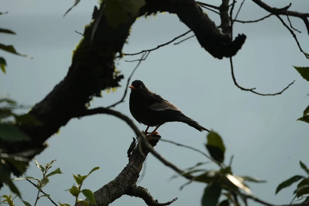 Portraits of #birds in their #natural #habitat in #Dhanaulti, just the way I found them, without any filters or cropping.