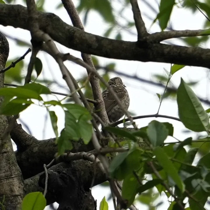 The Scaly #Thrush . Now that's a #bird I didn't even know existed.