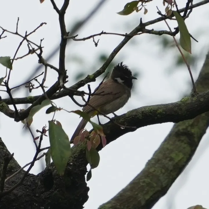 The #Himalayan #Bulbul, बुलबुल