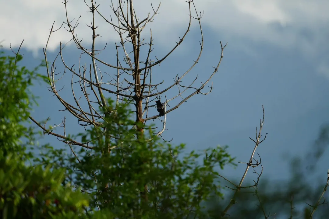 Portraits of #birds in their #natural #habitat in #Dhanaulti, just the way I found them, without any filters or cropping.