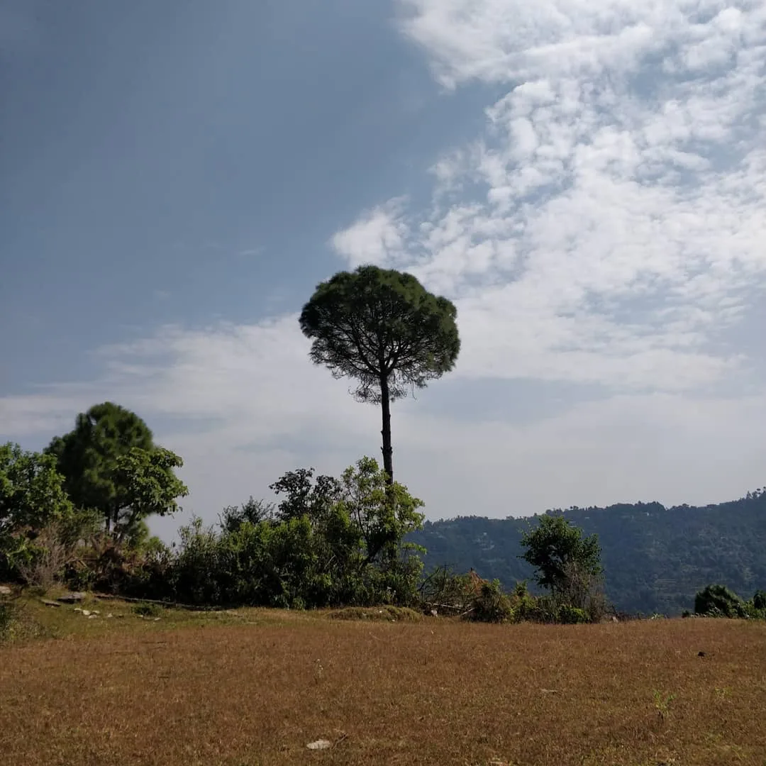 क्योंकि पिछला landscape पसंद आया आपको। इसलिए, यह लो, यह भी लो, सारे ले लो, और भागो यहाँ से 👾