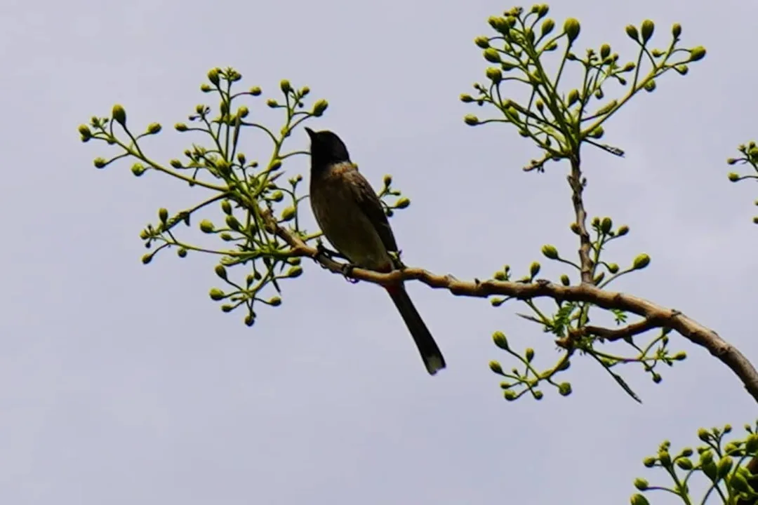 Bulbul in a tree
