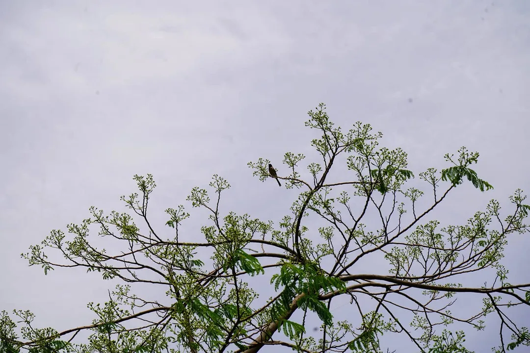 Bulbul in a tree