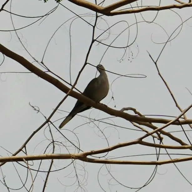 Dove 🕊