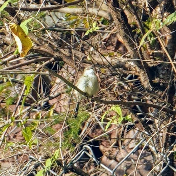 Tawny flanked Prinia