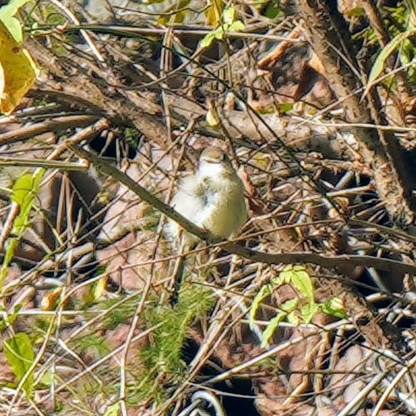 Tawny flanked Prinia