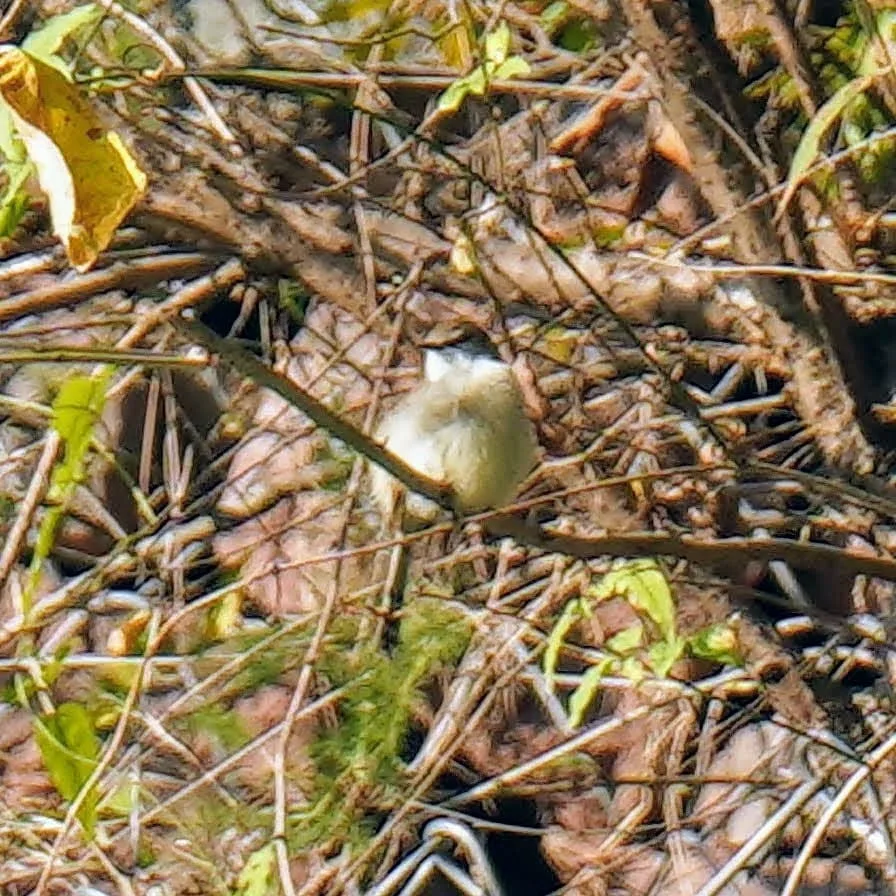 Tawny flanked Prinia