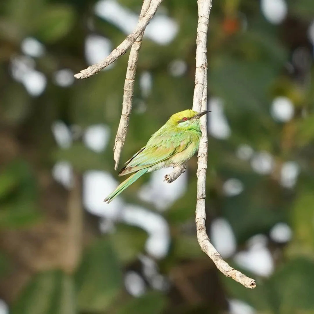 The Green Bee-eater, पतेना