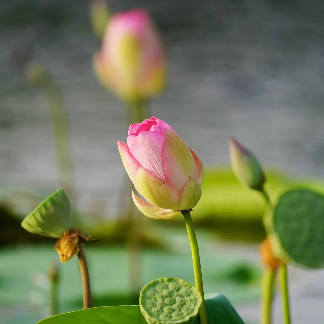 What the Lotus Pond in Gurgaon is famous for...