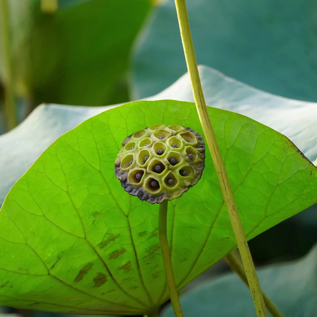 Trypophobia isn't real. Its a social media invention. Get over it.