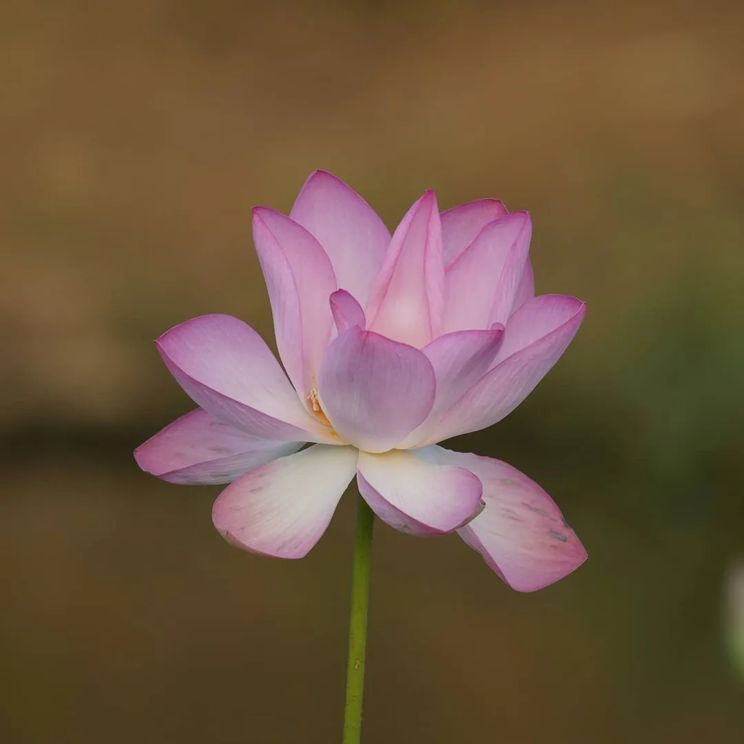 What the Lotus Pond in Gurgaon is famous for...