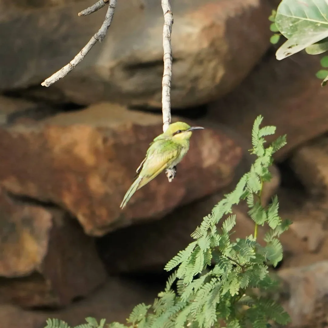 The Green Bee-eater, पतेना