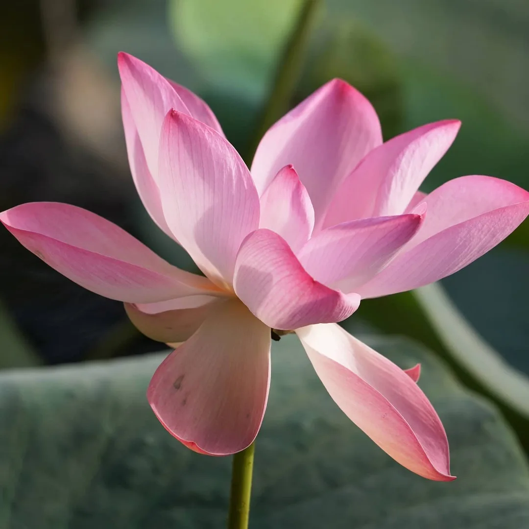 What the Lotus Pond in Gurgaon is famous for...