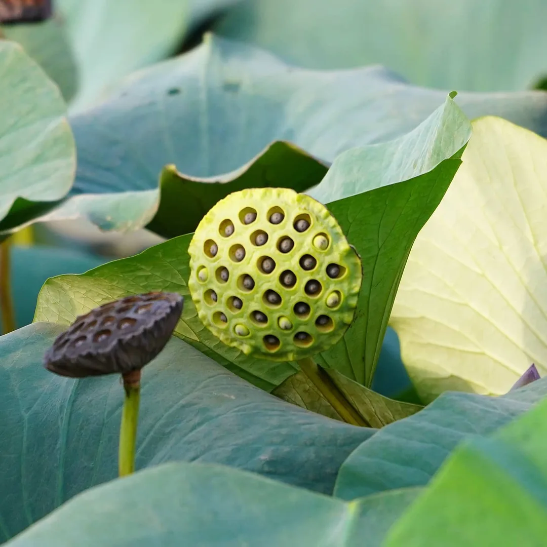 Trypophobia isn't real. Its a social media invention. Get over it.