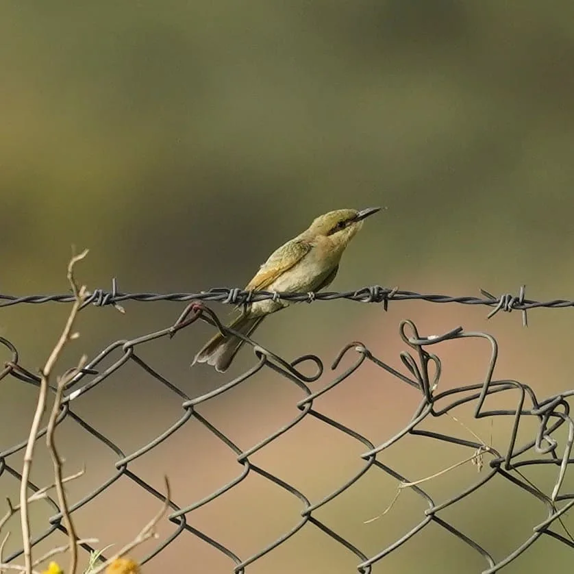 The Green Bee-eater, पतेना