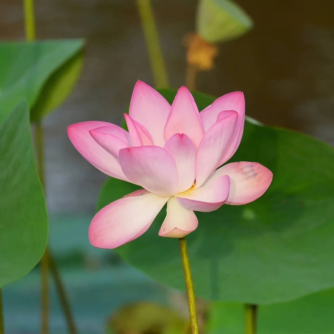 What the Lotus Pond in Gurgaon is famous for...