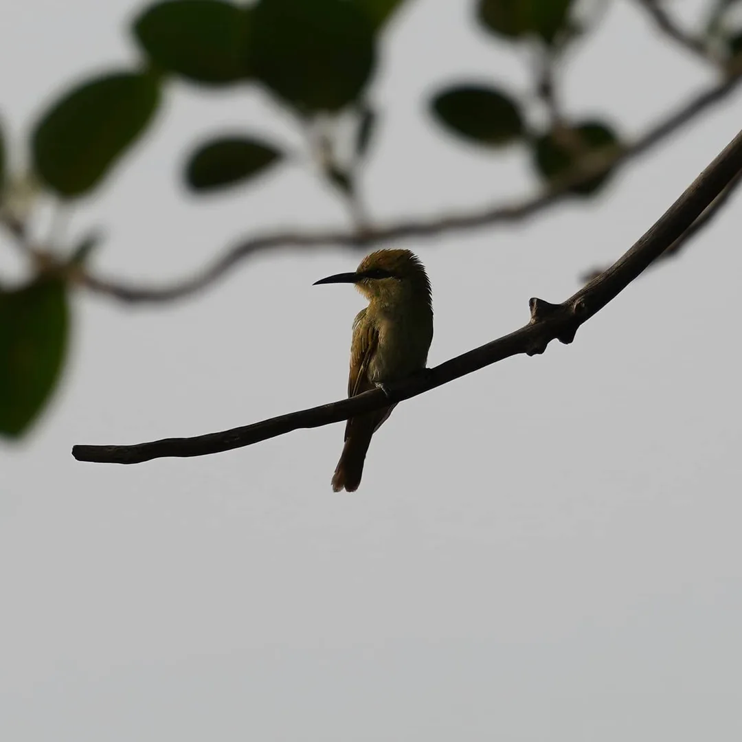The Green Bee-eater, पतेना