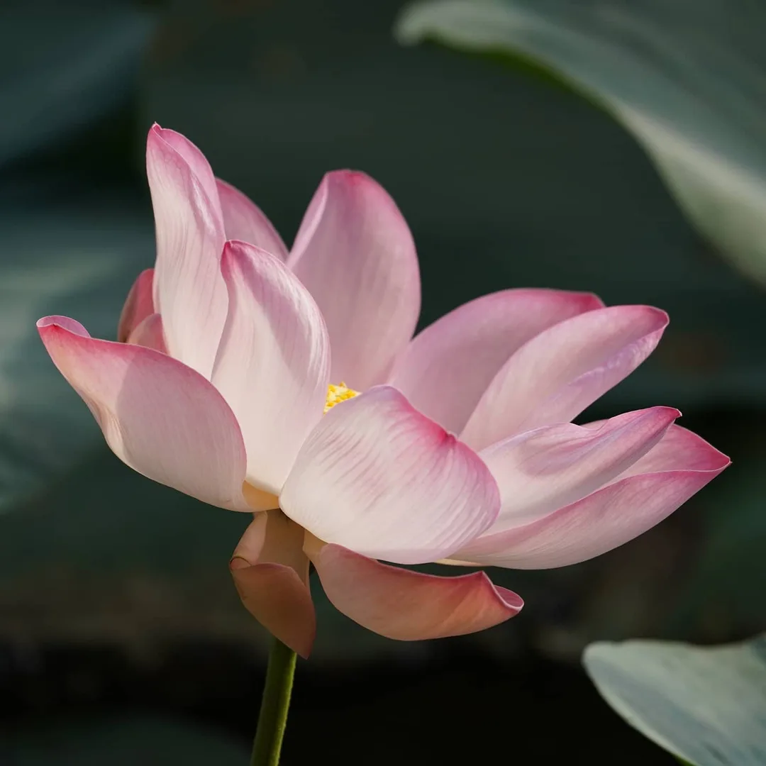 What the Lotus Pond in Gurgaon is famous for...