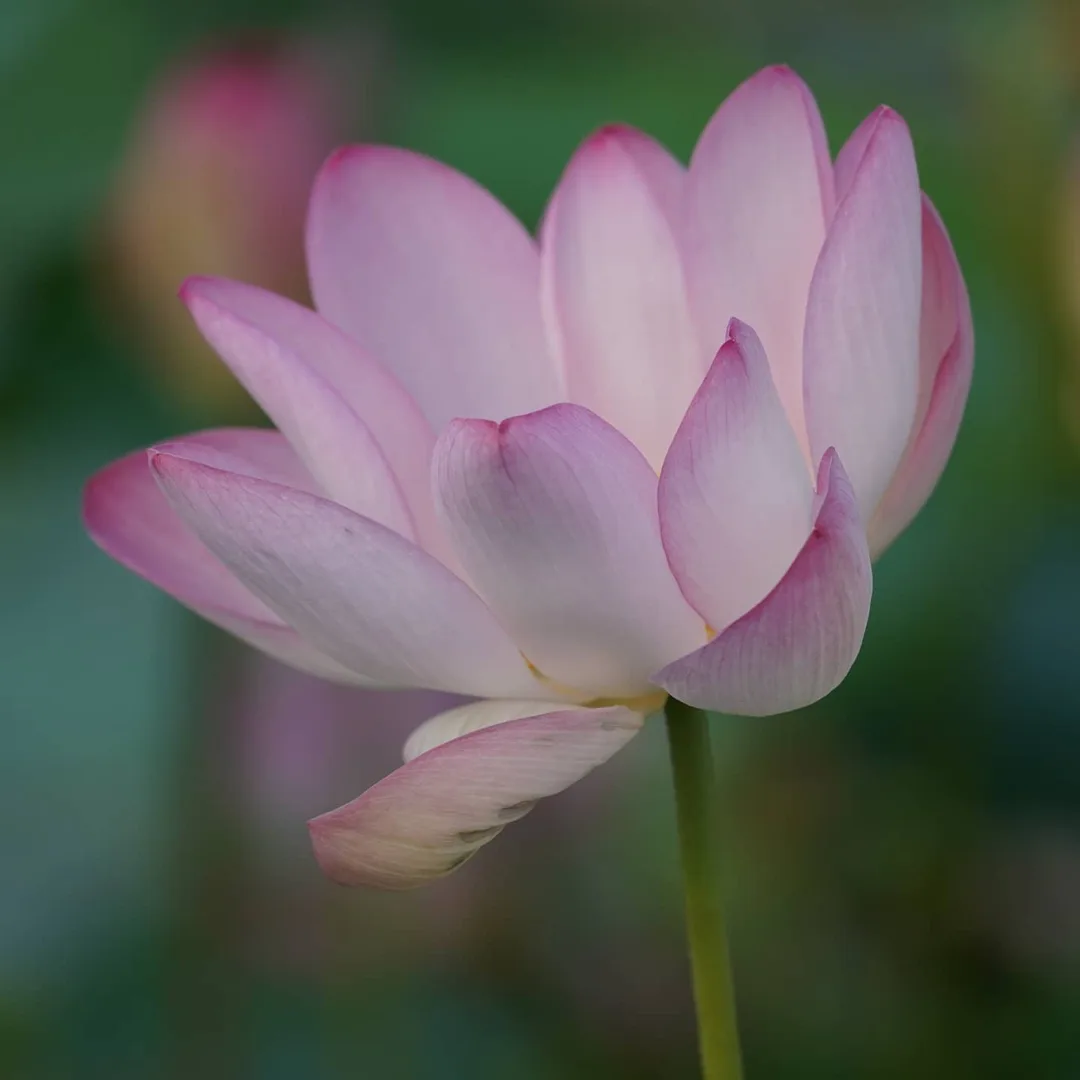What the Lotus Pond in Gurgaon is famous for...
