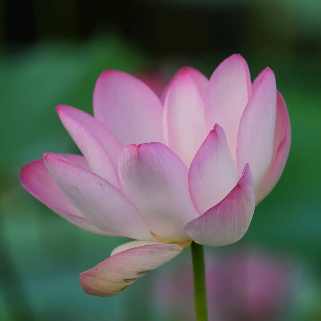 What the Lotus Pond in Gurgaon is famous for...