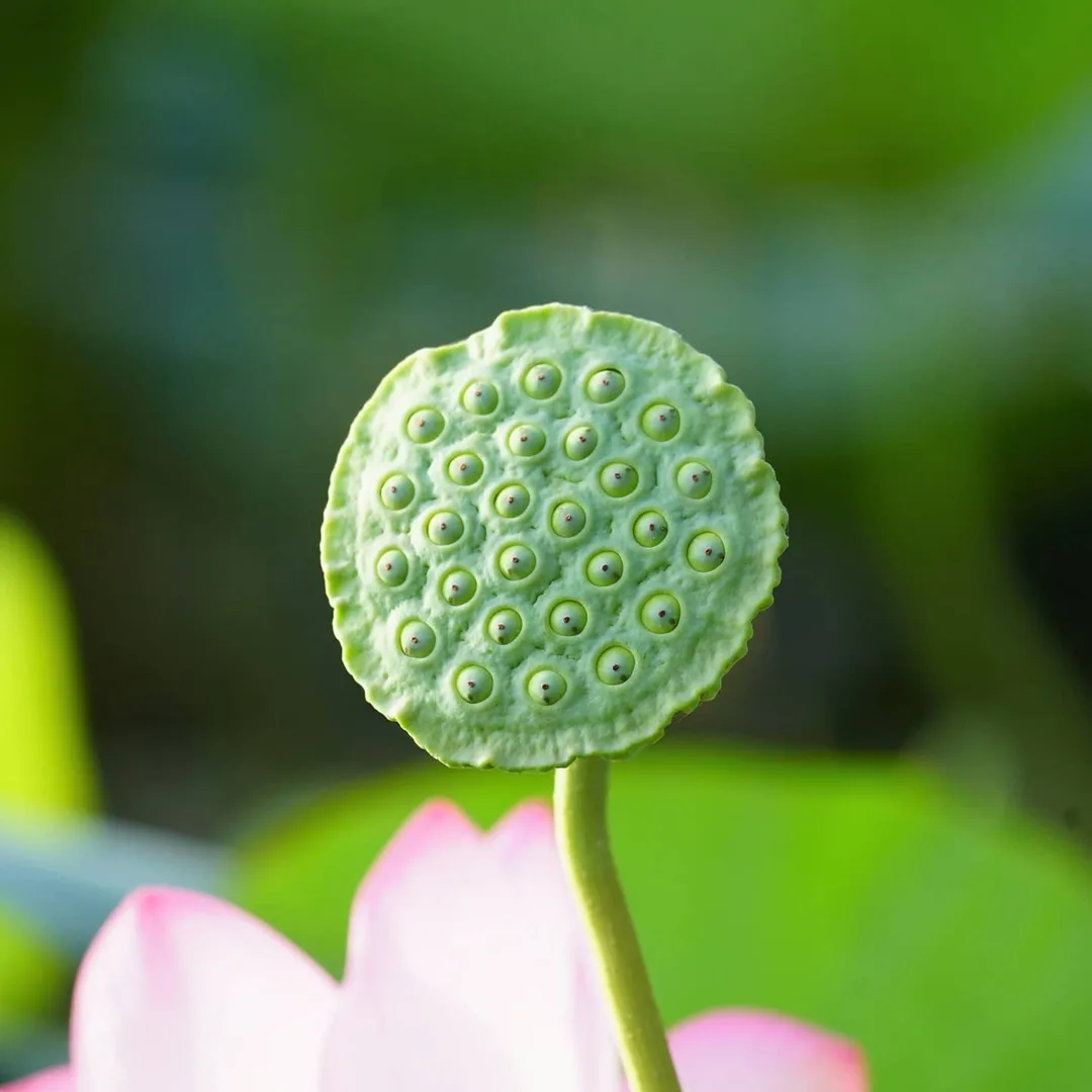 Trypophobia isn't real. Its a social media invention. Get over it.
