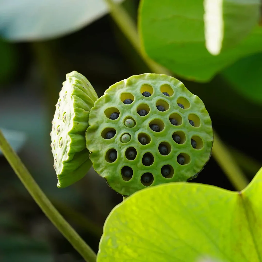 Trypophobia isn't real. Its a social media invention. Get over it.