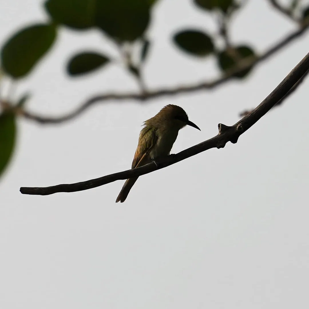 The Green Bee-eater, पतेना