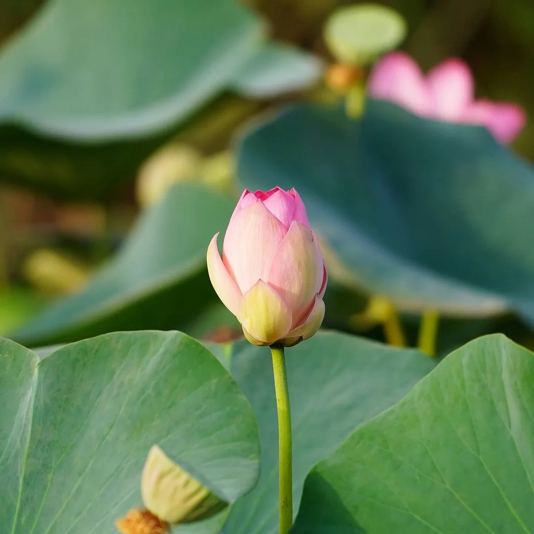What the Lotus Pond in Gurgaon is famous for...