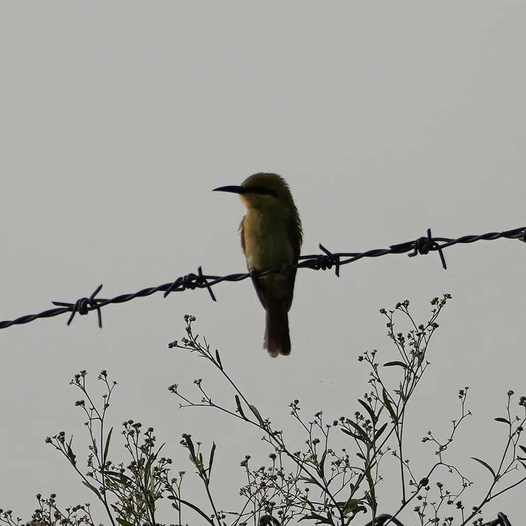 The Green Bee-eater, पतेना
