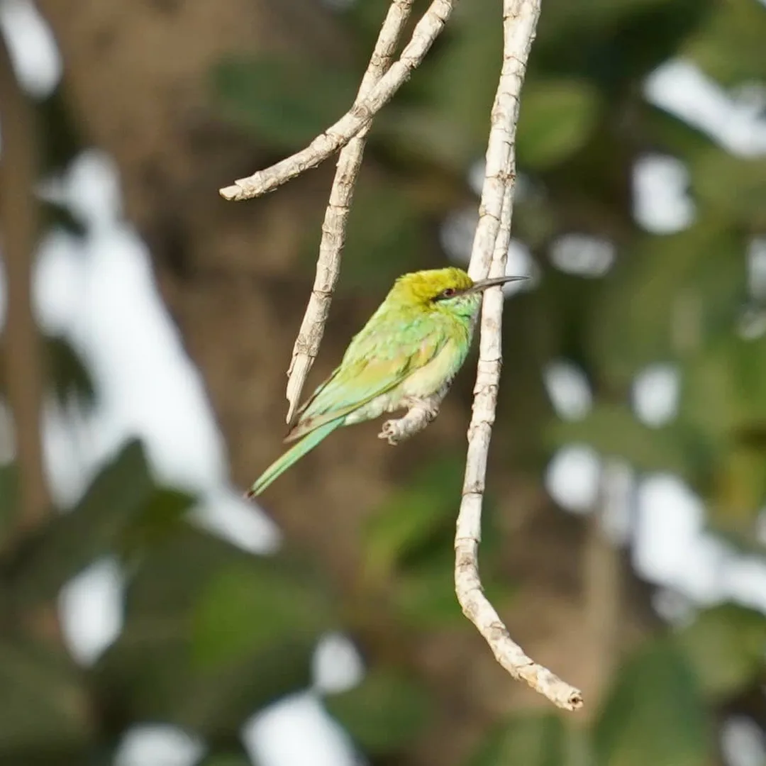 The Green Bee-eater, पतेना