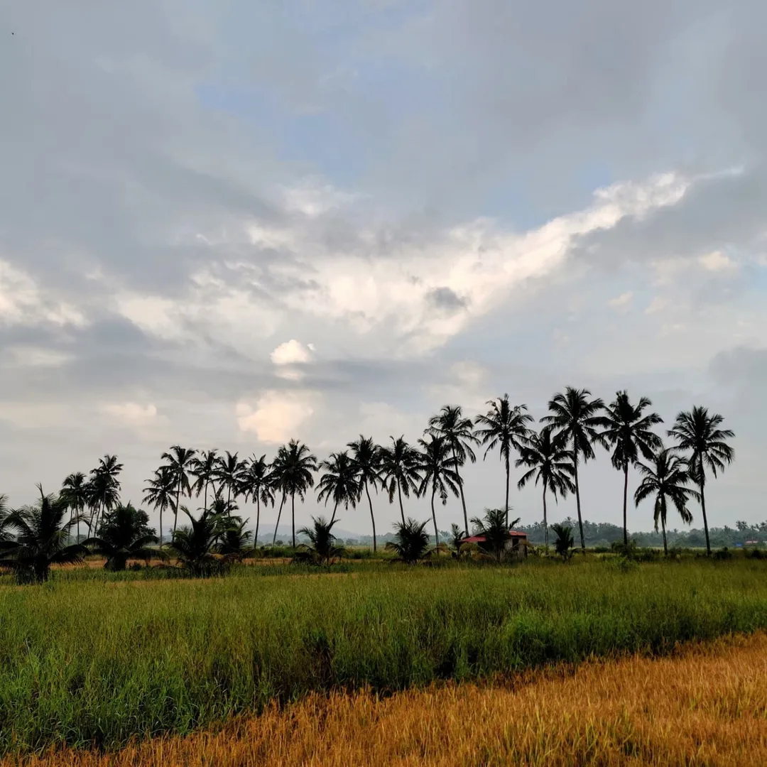 Went for a morning walk after many weeks. The sky was rather dramatic. And I met this interesting guy, Subodh Kerkar, who lives in Saligao and runs the Museum of Goa. He was seriou
