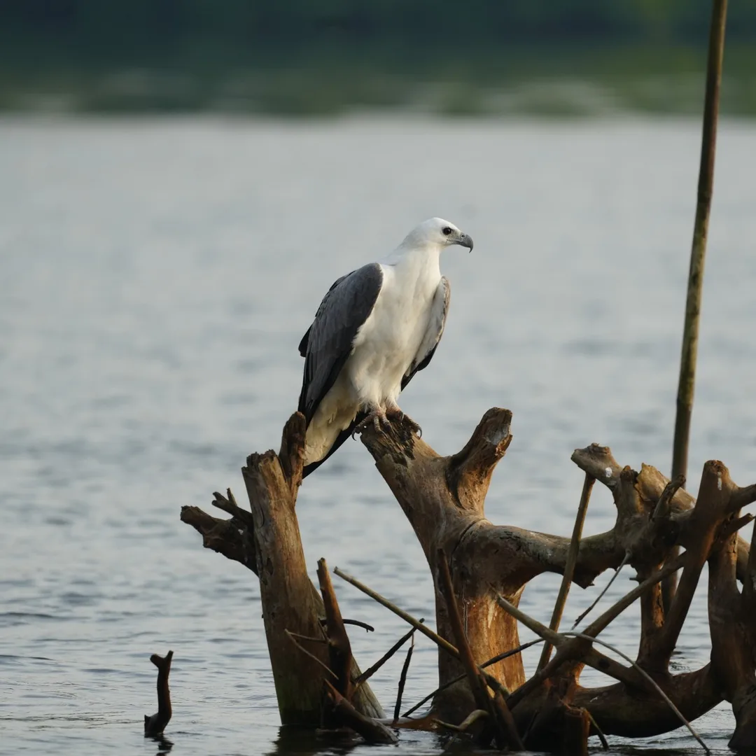 A sea eagle story. In four parts.