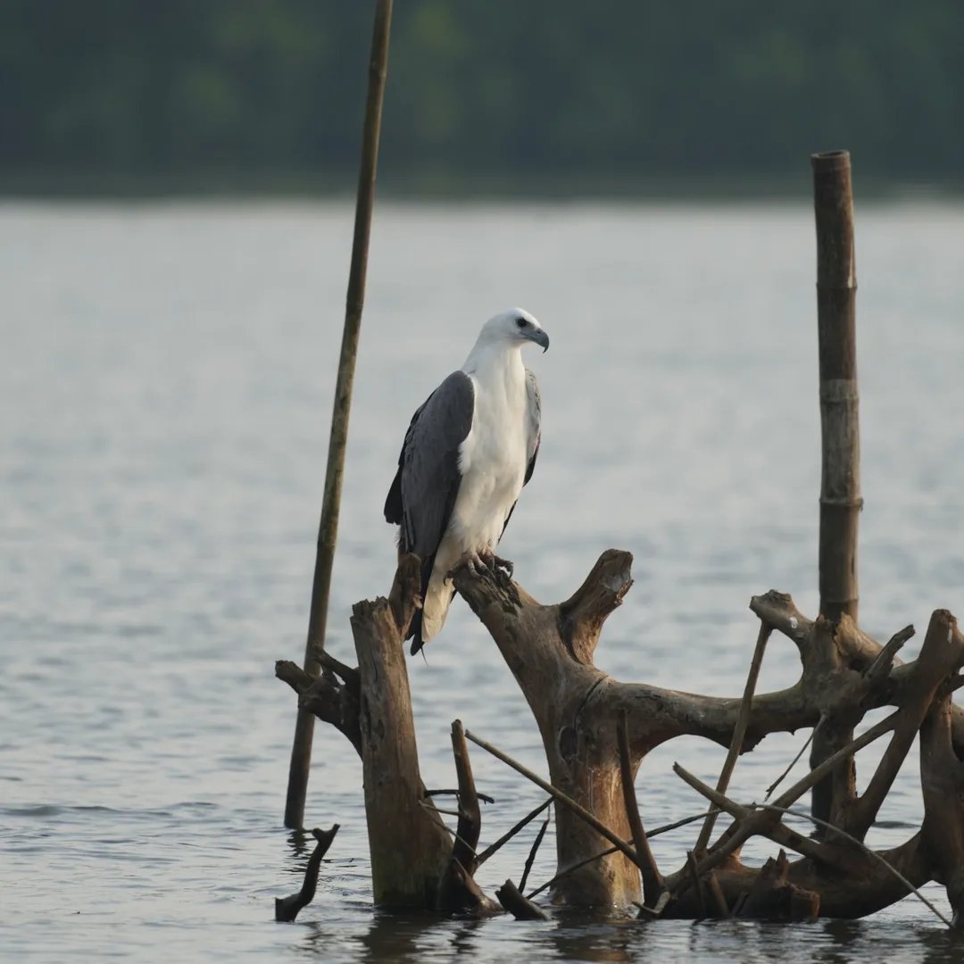A sea eagle story. In four parts.