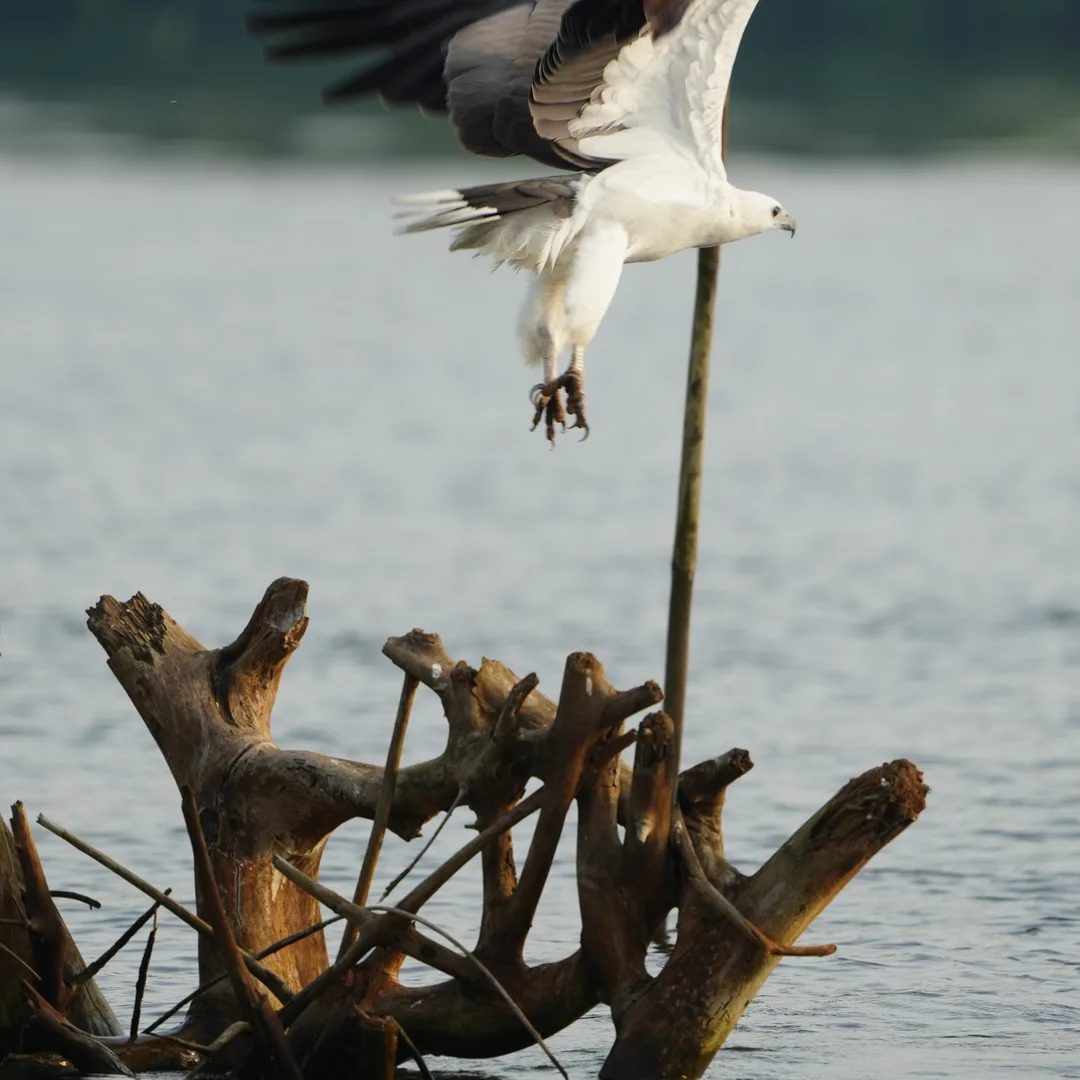 A sea eagle story. In four parts.