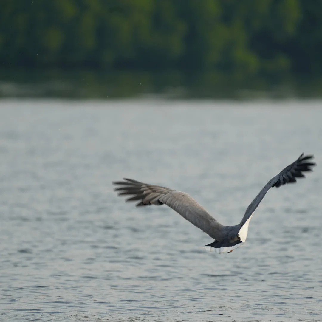 A sea eagle story. In four parts.