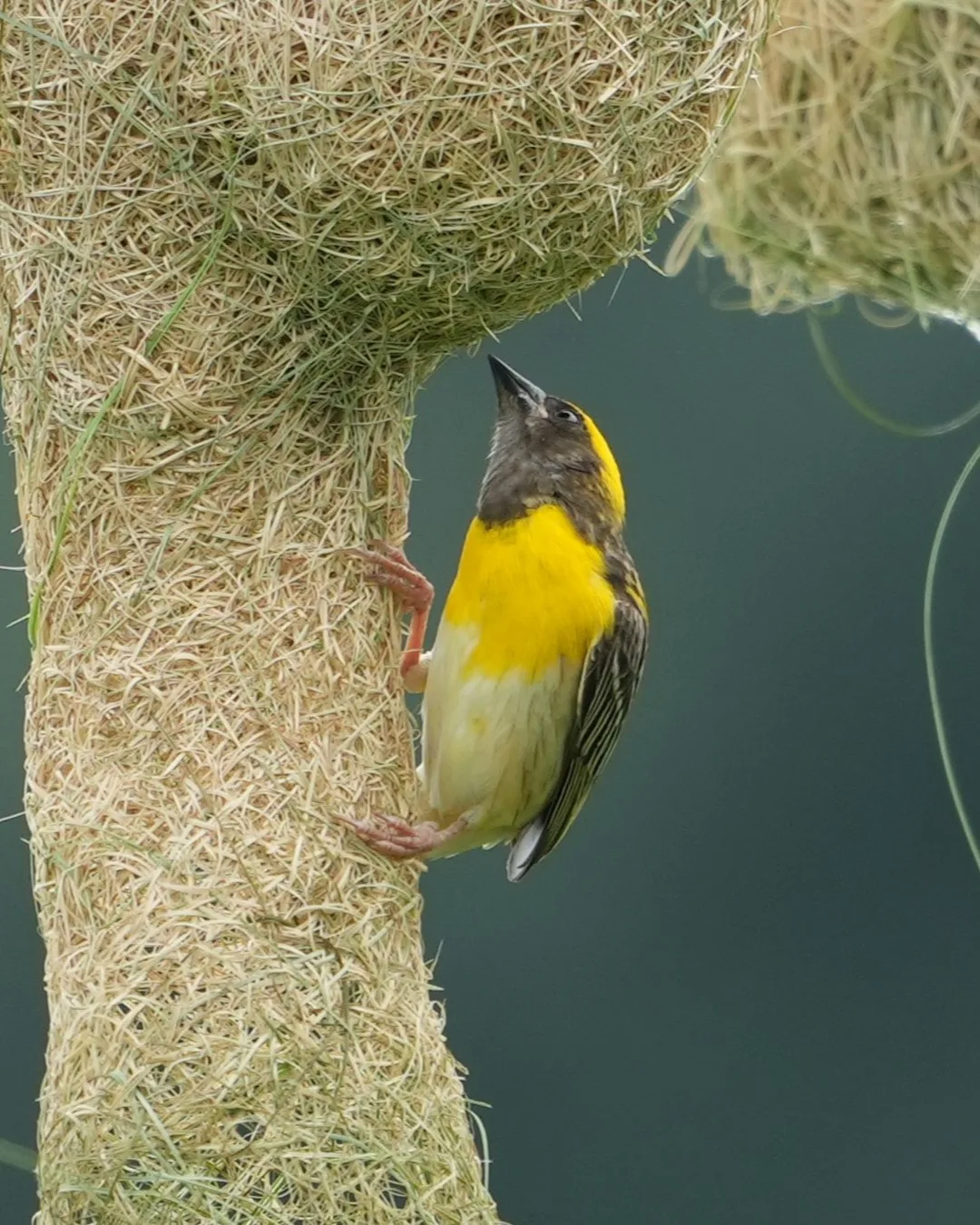 The #Baya #Weaver #weaves its #nest. #Birds of #Fagsi.

I don't like how Insta crops my pics.